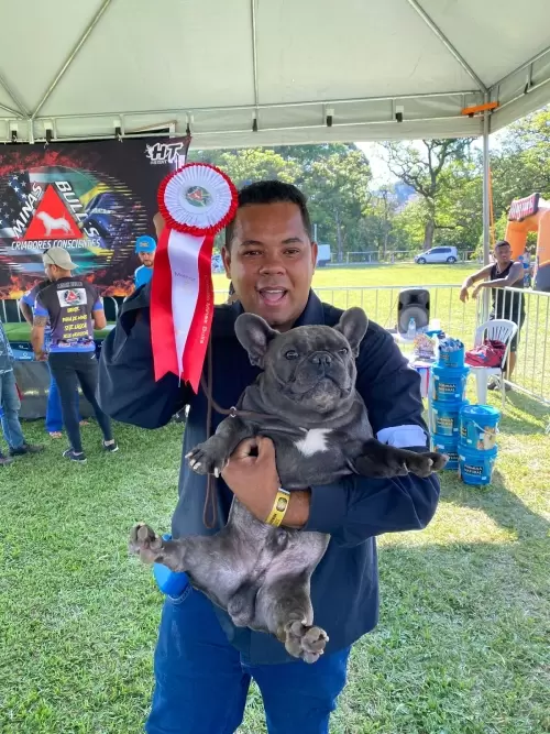  Zeca ganhou 1* lugar na categoria macho adulto e 1* lugar da raça.