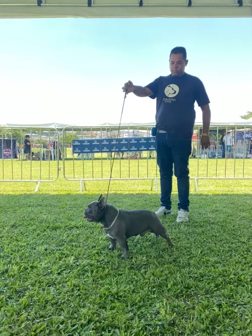 Exposição Minas Bull 2023